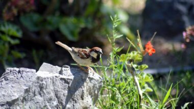 Attirez des oiseaux dans votre jardin avec ces techniques incroyables