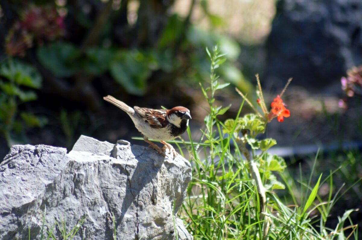 Attirez des oiseaux dans votre jardin avec ces techniques incroyables