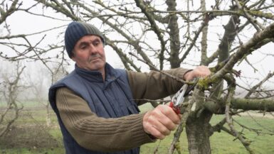 N'attendez plus pour tailler ces arbres fruitiers, sinon il sera trop tard