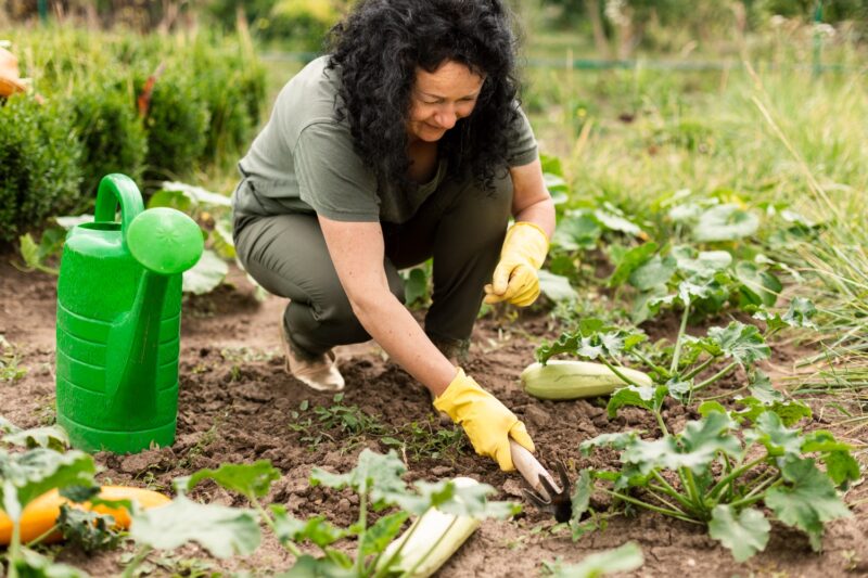 Voici pourquoi la rotation des cultures pourrait révolutionner votre potager